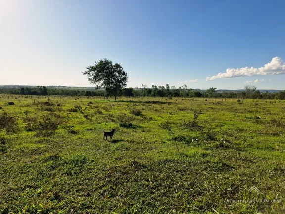 Imagem Chácara 7,8 hectares em Rochedo-MS
