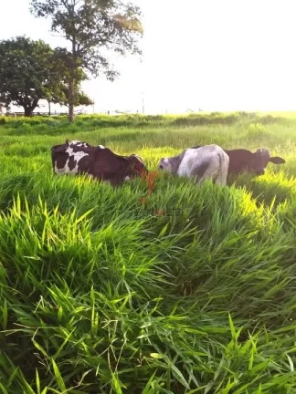 Imagem Vendo sítio com 8,47 alqueires no asfalto, Piracicaba - SP