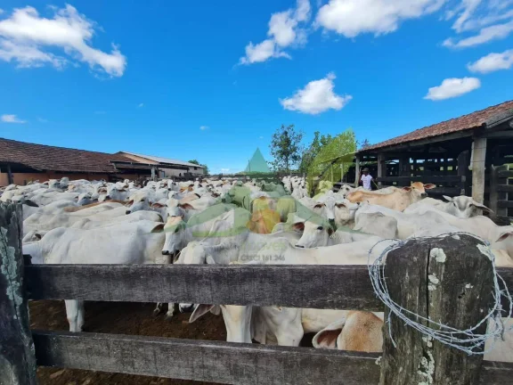 Imagem FAZENDA PEROBAS - OPORTUNIDADE ÚNICA DE INVESTIMENTO EM ARARUAMA/RJ