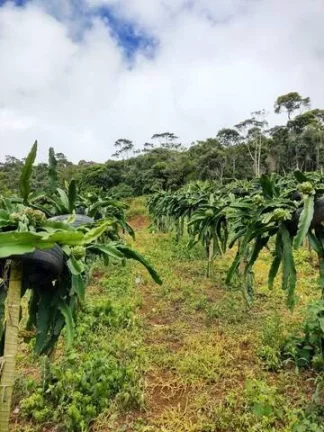 Imagem VENDO ESTE LINDO SITIO EM NOVA FRIBURGO.