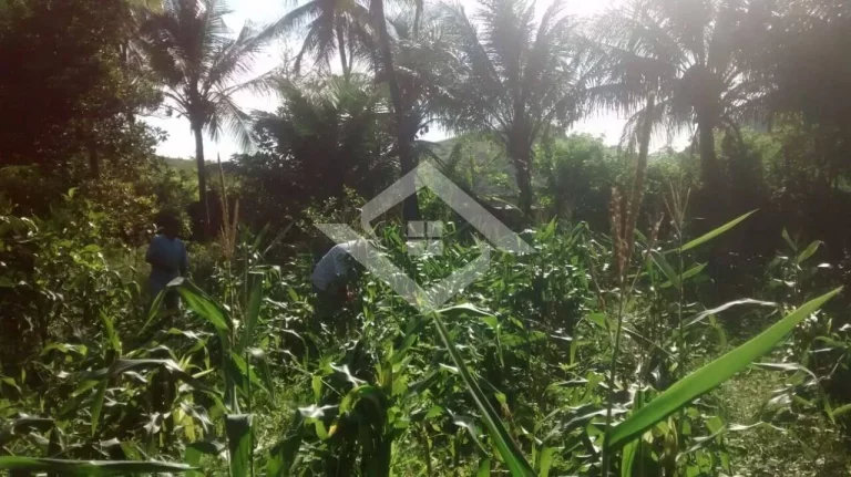 Imagem Investimento Ideal em Campo Grande: Sitio Espaçoso com Infraestrutura