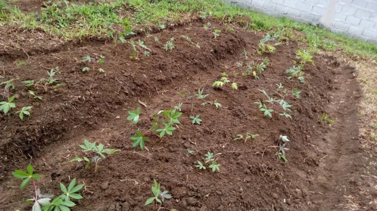 Imagem Terreno no Jardim Silveira - Marsilac
