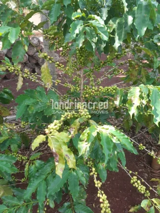 Imagem Chácara no Condomínio Piapara em Alvorada do Sul com 2.260m², 3 quartos, árvores frutíferas, café em produção, área cimentada e muito verde!