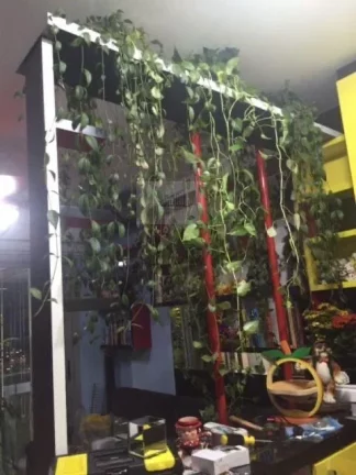 Imagem APARTAMENTO À VENDA EM SANTO AMARO TOTALMENTE MOBILIADO