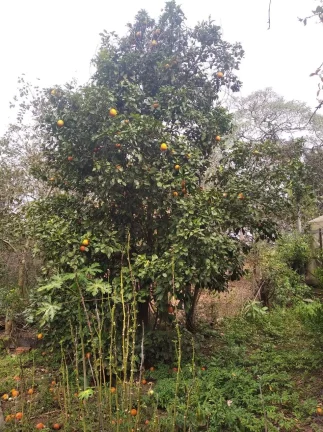 Imagem CHÁCARA LOCALIZADA NA CHÁCARAS REUNIDAS - PILAR DO SUL