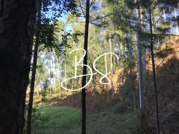 Imagem AREA RURAL em SANTO ANTÔNIO DA PATRULHA - RS, Pinheirinhos