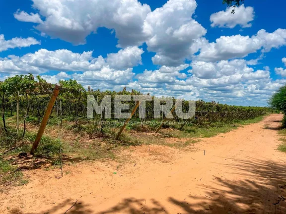 Imagem Fazenda produzindo à venda com 210 hectares, margem do Rio São Francisco- PE