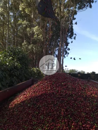 Imagem Fazenda de Café à Venda na Região do Alto Paranaíba - Minas Gerais