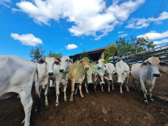 Imagem FAZENDA PEROBAS - OPORTUNIDADE ÚNICA DE INVESTIMENTO EM ARARUAMA/RJ
