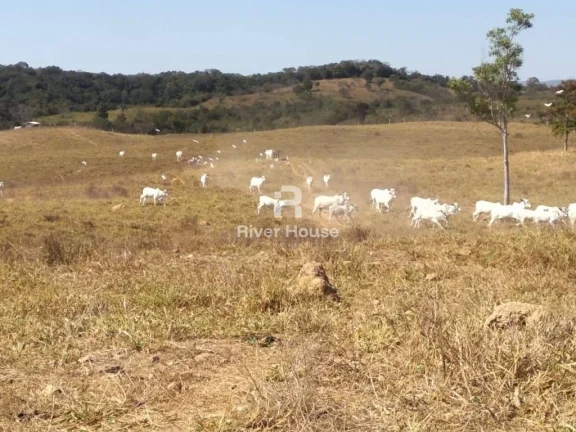 Imagem Fazenda à venda finalidade pecuaria formada, localizada na Região do Rio Manso , Chapada dos Guimarães - MT