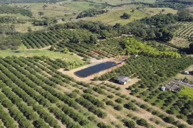 Imagem Sítio Fantástico com produção de Limão