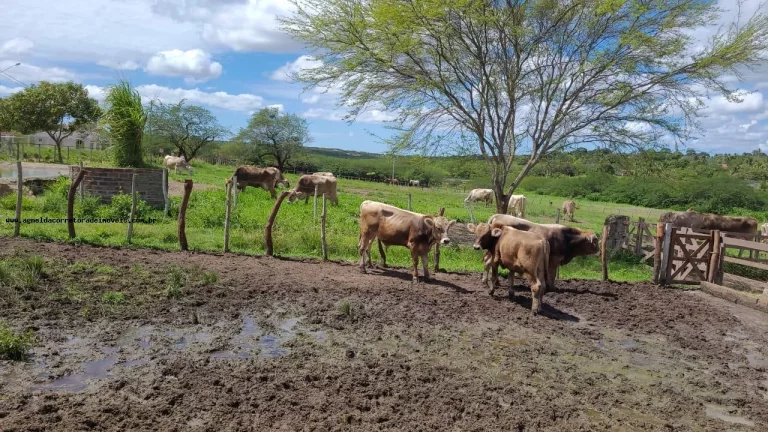 Imagem Terreno em Condomínio para Venda em Macaíba, Área Rural de Macaíba