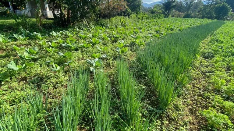 Imagem Chácara para Venda em Antonina, Cachoeira, 3 dormitórios, 1 banheiro