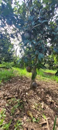 Imagem Sítio à venda, 45.000 m² por R$ 1.200.000 - Área Rural - Monte Mor/SP