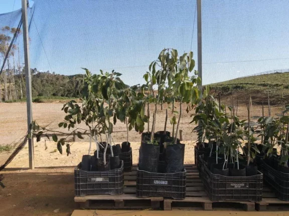 Imagem Fazenda à Venda, 4.463.400 m² em Zona Rural - Maria Da Fé