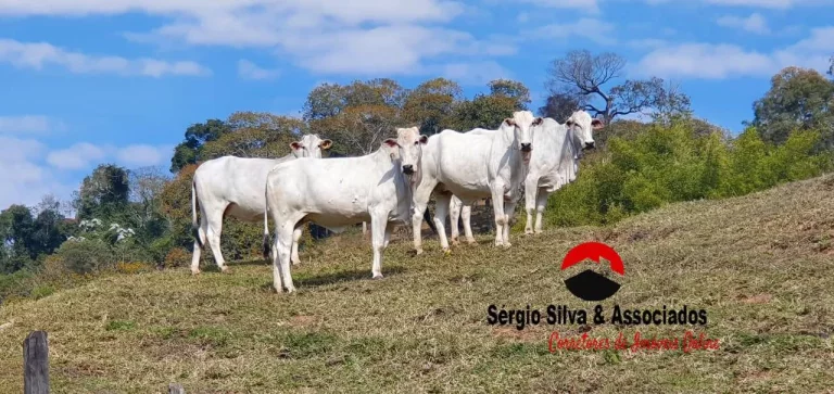 Imagem Sítio Com 10,5 hectares de Área Para Venda á 60 km de Campos do Jordão/SP.