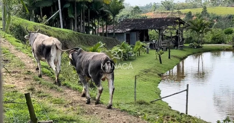 Imagem CHÁCARA 15.000M² Á VENDA