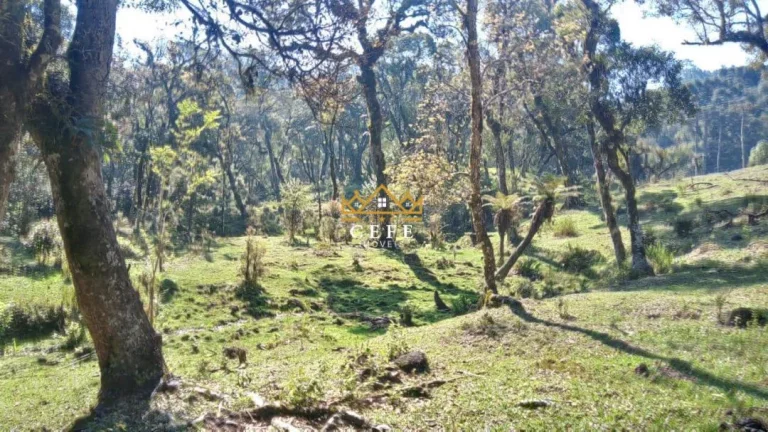 Imagem Chácara - Sítio com 1 Dormitorio(s) localizado(a) no bairro Ribeirão em São Francisco de Paula / RIO GRANDE DO SUL Ref.:1535