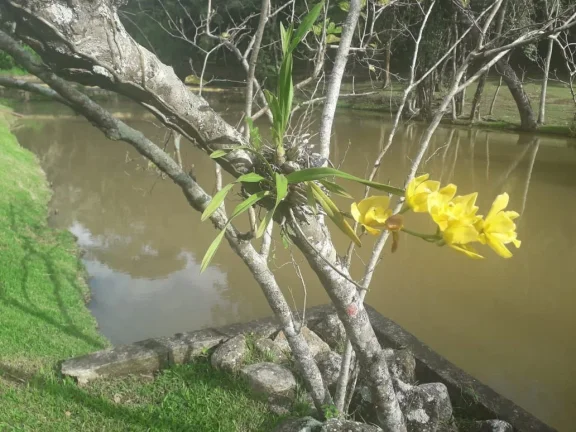 Imagem CHACARA, VENDA E COMPRA,SANTA CLARA, JUNDIAÍ