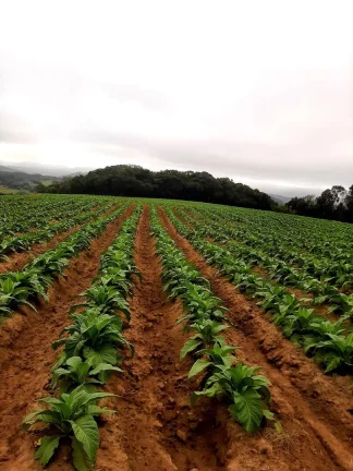 Imagem OPORTUNIDADE ÚNICA!!! 12 Hectares, Linha Doutor Flores, Sertão Santana