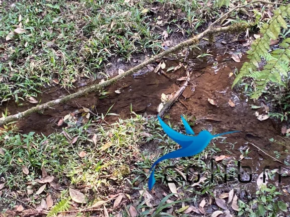 Imagem Terreno à Venda, 2.141 m² em Leão - Agudos Do Sul