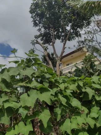 Imagem Terreno à venda, 1000 m² por R$ 800.000,00 - Jardim Zaira - Mauá/SP