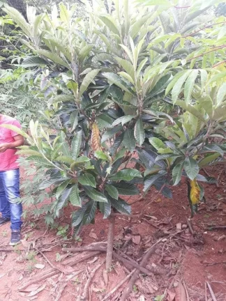 Imagem CHÁCARA FRUTÍFERA COM 1.400 M2 A VENDA NO BAIRRO BOA VISTA DO SILVA - BRAGANÇA PAULISTA