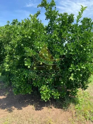 Imagem Fazenda - Patrocínio Paulista - Patrocínio Paulista