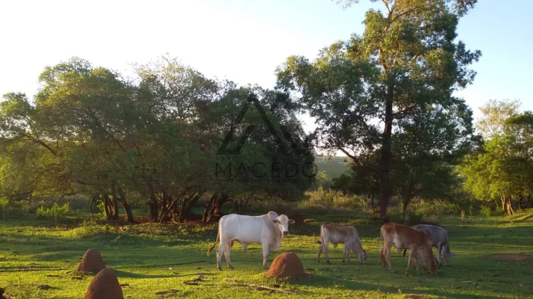 Imagem OPORTUNIDADE!!! Linda chácara em Cesário Lange/SP