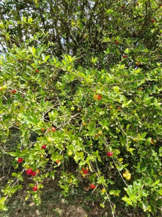 Imagem CHÁCARA NO JARDIM CANANEIA - PILAR DO SUL - SP