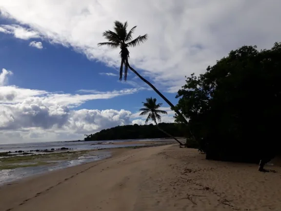 Imagem Oportunidade única: Área de Terra em Velha Boipeba, Cairu - confira!