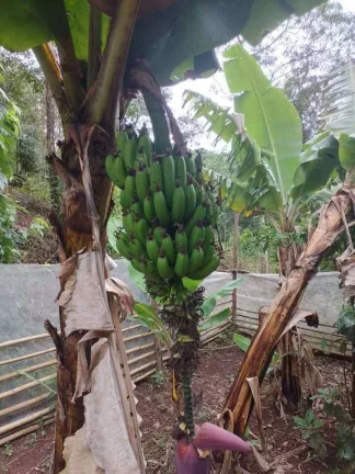 Imagem VENDE-SE CHÁCARA EM FRANCISCO MORATO - SP