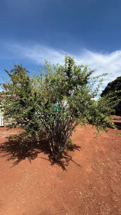 Imagem EXCELENTE CHÁCARA NO CONDOMINIO PARQUE DO MIRANTE NA PARTE ALTA DO CONDOMINIO