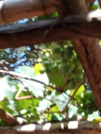 Imagem CHÁCARA FRUTÍFERA COM 1.400 M2 A VENDA NO BAIRRO BOA VISTA DO SILVA - BRAGANÇA PAULISTA