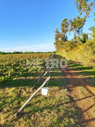 Imagem Fazenda de com 20 hectares produzindo e com Infraestrutura, CASA NOVA - BA