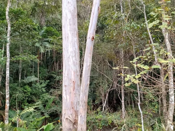 Imagem Chácaras em Santa Teresa 3000 metros