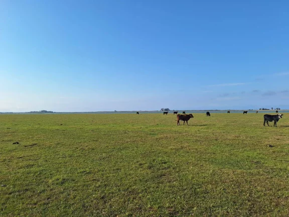 Imagem Excelente Área de 130 Hectares para Cultivo de Arroz – Viamão/RS