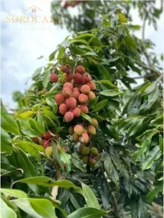 Imagem Chácara à Venda 10.000m² - Cond. Fazenda Amadeus - Araçoiaba