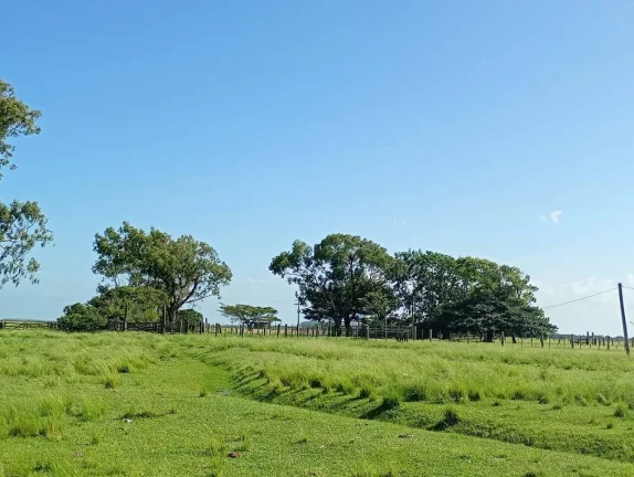 Imagem Fazenda à Venda – 173 Hectares – Arambaré/RS