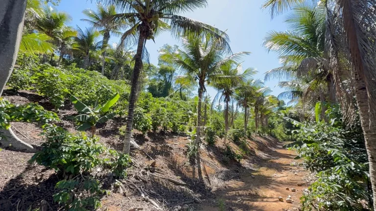 Imagem Sítio com Casa à venda, 100.614,00 m², Timbuí - Fundão/ES