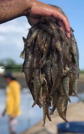 Imagem Fazenda para Venda em Pendências, RN 404 cidade do Rio Grande do Norte.