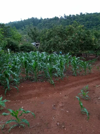 Imagem CHÁCARA FRUTÍFERA COM 1.400 M2 A VENDA NO BAIRRO BOA VISTA DO SILVA - BRAGANÇA PAULISTA