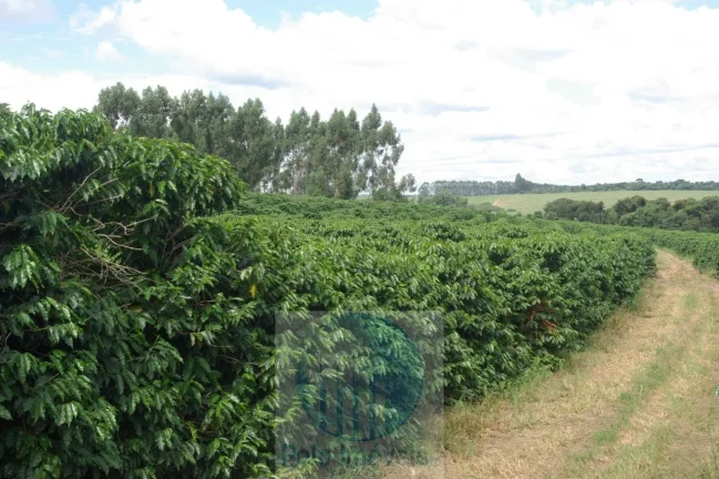 Imagem Fazenda com 140.000 pés de café produzindo, a 20 km de Jacuí Minas Gerais, casa de caseiro, energia e água.