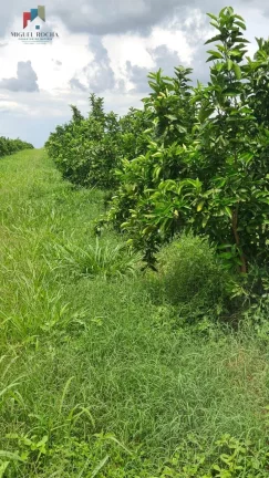 Imagem Fazenda região de Araraquara SP