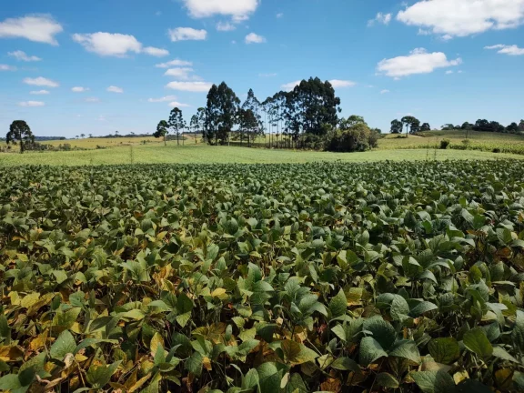Imagem TERRENO RURAL em CAMPO BELO DO SUL - SC, Área Rural