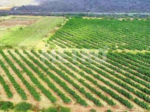 Imagem Fazenda produtiva de mangas à venda com 12,5 ha, PETROLINA - PE