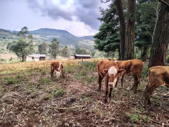 Imagem Chacara, Hectares em osorio, chacara em osorio, sitio osorio