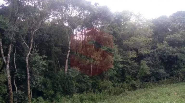 Imagem Chácara à venda em Campo Largo/PR