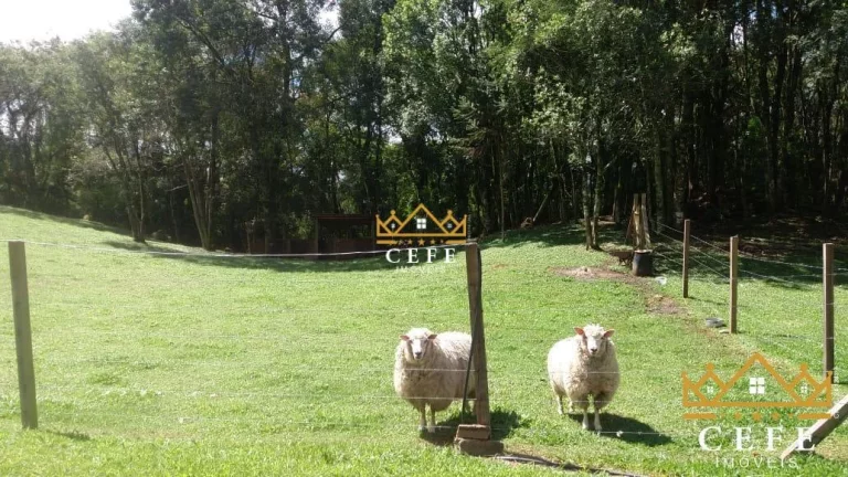 Imagem Chácara - Sítio com 3 Dormitorio(s) localizado(a) no bairro Padre Eterno Ilges em Santa Maria do Herval / RIO GRANDE DO SUL Ref.:1014