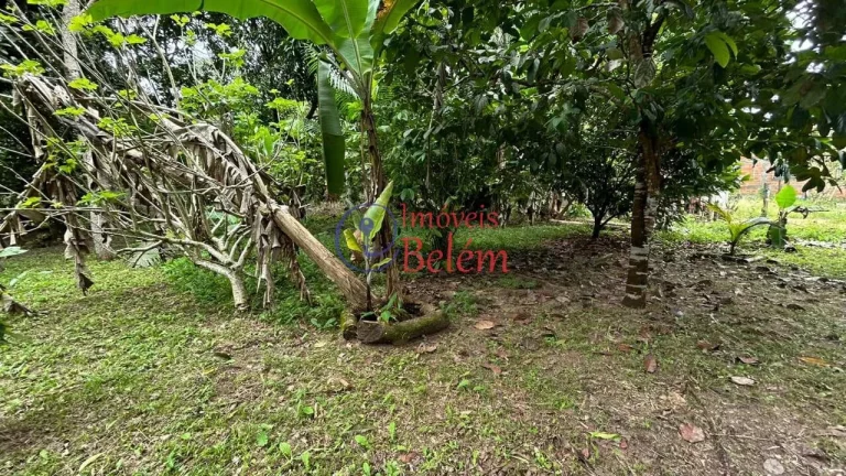 Imagem Imóveis Belém vende casa em Vigia Imagem Imóveis Belém vende casa em Vigia